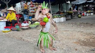 Amazing! Cutis Leave Forest Go To Beg Survive