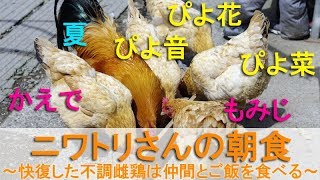 ニワトリさんの朝食～快復した不調雌鶏は仲間とご飯を食べる～