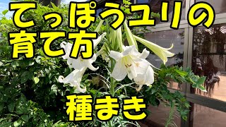 てっぽうユリの育て方　How to grow lilies.