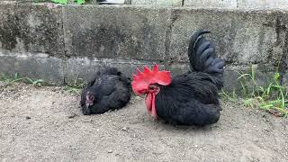 肥後ちゃぼの砂浴び　Sand bathing Higo japanese bantams