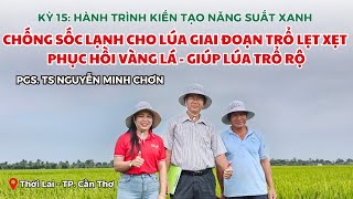 BVN - CHỐNG SỐC LẠNH CHO LÚA GIAI ĐOẠN TRỔ LẸT XẸT- PHỤC HỒI VÀNG LÁ - GIÚP LÚA TRỔ RỘ