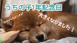 【柴犬】メンチ うちの子1年記念日