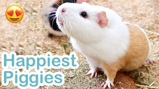 Ridiculously Happy Guinea Pigs - BEST OF Compilation