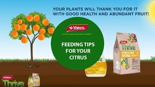 How to feed citrus and fruit trees in a garden with Yates Thrive Plant Food