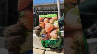 Planting Strawberry from Roots #strawberryplants #gardening