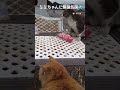 【男木島】の島猫　港のボス猫ゴマちゃんとミミちゃん　 shorts