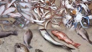 വിഴിഞ്ഞം തുറമുഖത്ത് മീനിൻ്റെ ചാകര/fish cakara in vizhinjam 🐠🐟