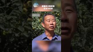 新疆库尔勒香梨迎来丰收季 | 纪录新疆