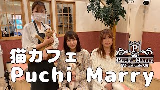 [ 仙台美少女図鑑 ] 猫カフェ Puchi Marry お店レポート♪