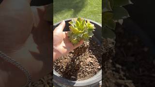 Aeonium Kiwi Repot🥝 #plants #succulent #plant #plantbased #youtubeshorts #garden #naturelovers #fyp