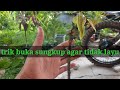 Cara buka sungkup sambung pucuk mangga_trik agar tunas sambungan tidak layu