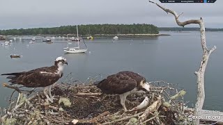 5th Fish for Dory and Skip: another Blueback Herring - Audubon Boathouse Nest/explore.org 2023 07 01