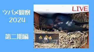 ツバメの見守り2024 第二期編 🐣×5 孵化10～12日目