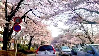 2021.3.27  桜🌸 相模原市役所さくら通り