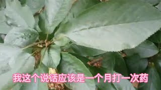 旭哥樱桃树管理的实际防治效果，大家看看