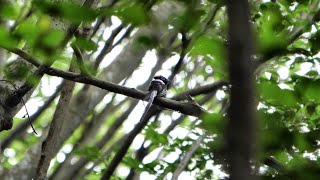 神奈川県大磯町のサンコウチョウ（雄）その８０（4K60P動画）