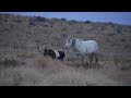 stock video wild horse and pony walking together in the utah desert