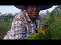 CARA POTONG PUCUK TANAMAN KACANG TUNGGAK (OTHOK)