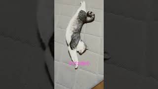 猫の日常#catvideos#shorts#レオ様#まっすぐ