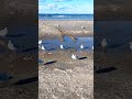 seagulls on a winter beach ❄️🌊🏖️ shorts birds seagulls ontario ontariolake canada