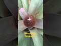 neoregelia Bromeliad. #shorts