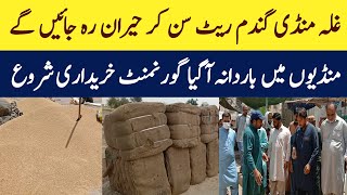 today wheat rate in pakistan 2024