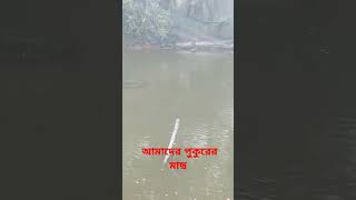 আমাদের পুকুরের মাছ# fish# trending# viral