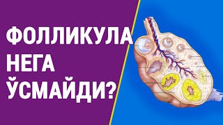 Фолликула нега ўсмай қолади?