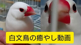 白文鳥の癒し動画