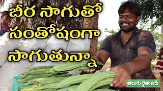 బీరకాయ సాగుతో ఆదాయం బాగుంది | Ridge Gourd Cultivation | తెలుగు రైతుబడి