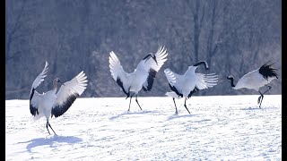 鶴居村　タンチョウ