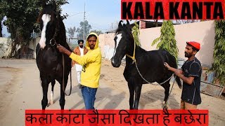 Kala Kanta Marwari horse at Behbal Stud Farm Punjab