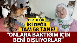 Bir Evde Tam 58 Kedi