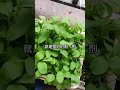 种植小妙招 生活小妙招 life diy 种菜