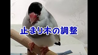 文鳥の介護#121 止まり木の調整 Perch . 8year old java sparrow.