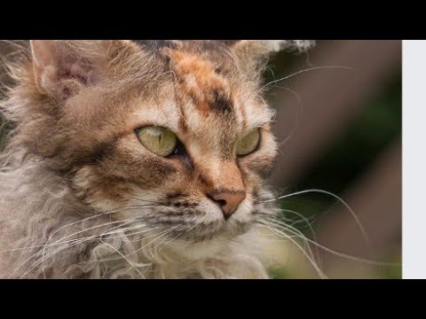 The Top 10 Rarest Cat Breeds In The World! - YouTube