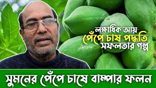 কৃষক সুমনের পেঁপে চাষ পদ্ধতি এবং সফলতা গল্প, উন্নত জাতের পেঁপে চাষ পদ্ধতি