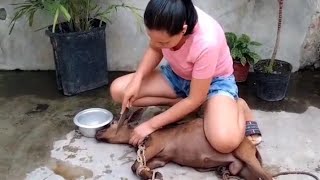 Women Slaughter Sheep
