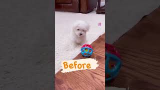 How time flies so fast. #maltese #doglovers #shorts #short #dogs