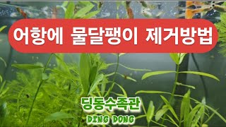 어항에 물달팽이 제거방법 - 🎵 딩동수족관, 특허수족관, 수초어항, 자연생태수족관,녹조가 끼지 않는 어항, 특허어항