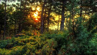 Beautiful Nature Videos - 4k- Beautiful #Nature and Flowers Video with Relaxing Music