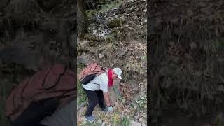 Doğa daki kestane ağaçları 13 10 2024#dogadayasam #nature #hikking #trekking #turkey #youtubeshorts