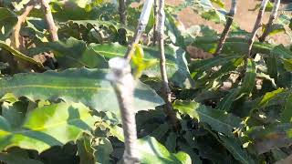 Macadamia new shoots after grafting.