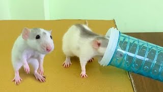 Rats are ADORABLE - Pet Rats Winning Complex Mazes