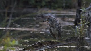 Fotóskirándulás a Tatai Fényes Tanösvényen