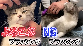 あなたはやってない⁉猫が嫌がるブラッシング！猫がよろこぶブラッシング方法も解説‼【保護猫】