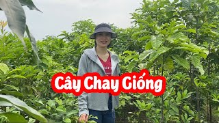 Cây Chay Giống Mua Ở Đâu Và Bao Nhiêu Tiền