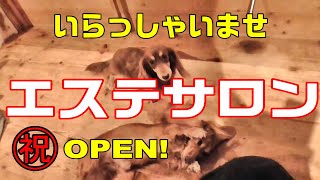 誰でも必ず綺麗になりますという言葉を信用したミニチュアダックスのマルちゃん　【エステサロン】【フェイシャルエステ】