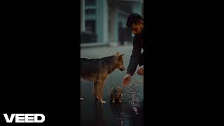 Top 40 Dog Rescues That Will Restore Your Faith in Humanity (2026) 🥺❤️