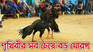 পৃথিবীর সব চেয়ে বড় মোরগ লড়াই / ফাইটার মোরগ